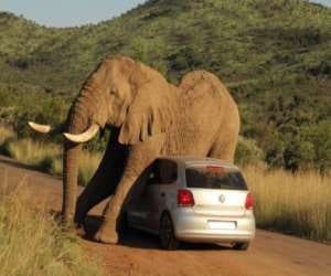 angry elephant broke the car.