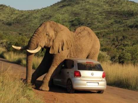 elephant crushed a car to scratch a giant itch