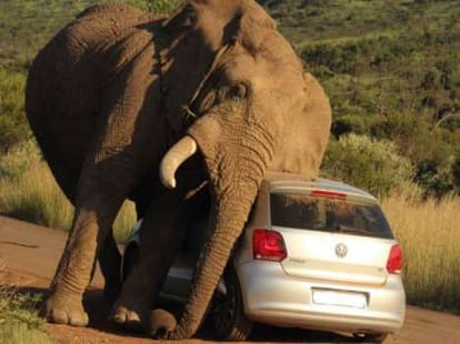 elephant crushed a car to scratch a giant itch