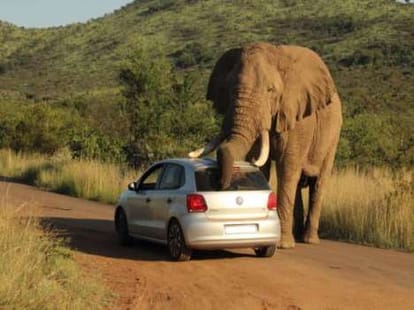 elephant crushed a car to scratch a giant itch
