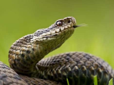 woman killed by snakebite