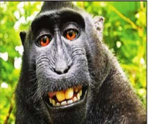 copyright row in monkey selfie