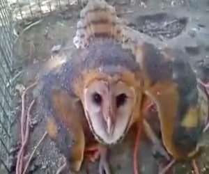 owl set on fire after being called a witch