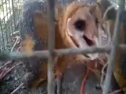 owl set on fire after being called a witch