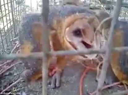 owl set on fire after being called a witch