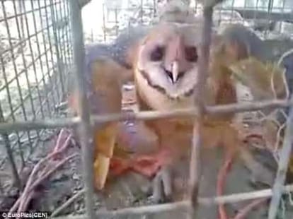 owl set on fire after being called a witch