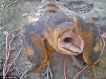 owl set on fire after being called a witch