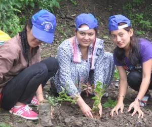 forest department will give money for planting tree