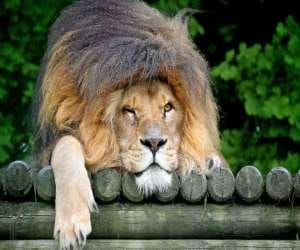 lion died named Vishnu in Etawah lion safari.