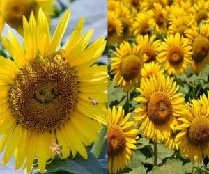 sunflower bearing a smile 