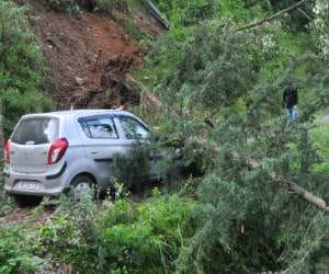 Uprooted tree falls onto car in shimla