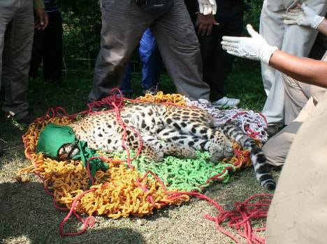 leopard trap in clutch wire