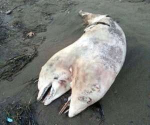 two headed dolphin found