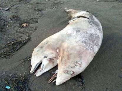 two headed dolphin found