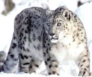 snow leopard is endangered in himachal pradesh