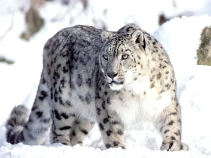 snow leopard is endangered in himachal pradesh