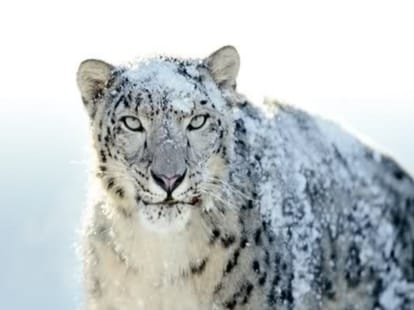 snow leopard is endangered in himachal pradesh