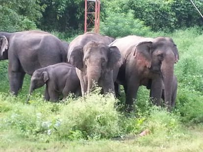 six elephants are mising in delhi.