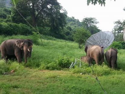 six elephants are mising in delhi.