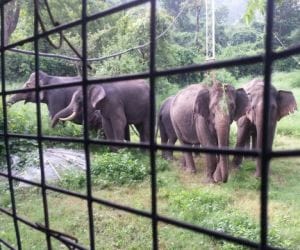 group of elephant jam road