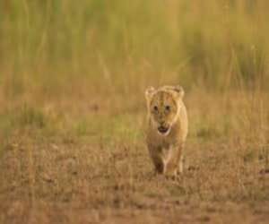 cub solves mum's murder mystery