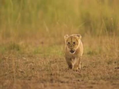 cub solves mum's murder mystery