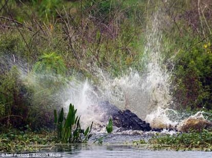 when crocodile hits and divide another one into two