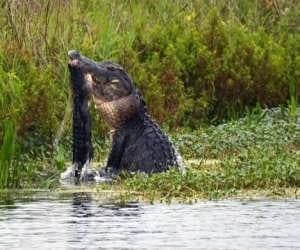 when crocodile hits and divide another one into two