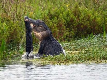when crocodile hits and divide another one into two