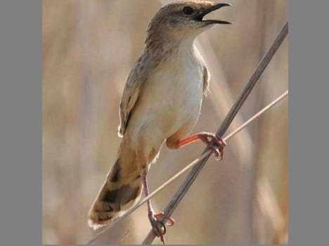 rare bristled grass bird