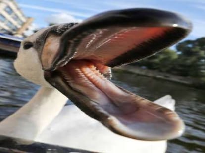britain's oldest swan's son