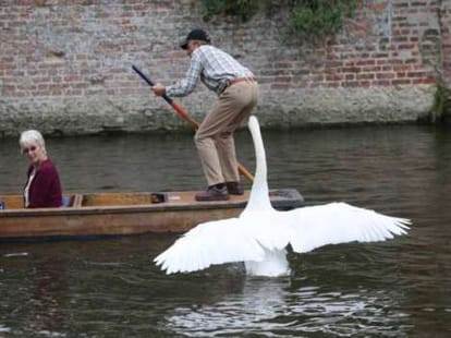 britain's oldest swan's son