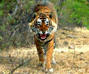 tiger being killed by a virus.