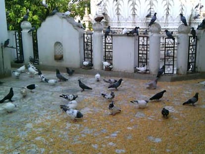 Pernicious custom of flying kites for birds in Delhi