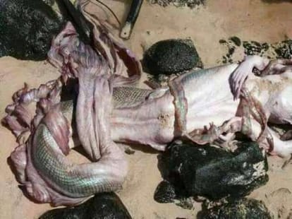 mermaid seen on gujrat's beach