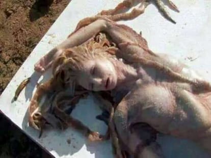 mermaid seen on gujrat's beach