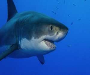 internet under threat from sharks