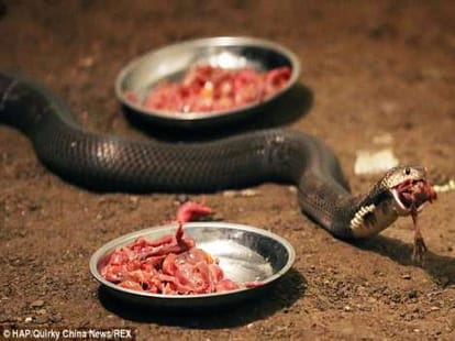 brothers who pets 50000 snakes