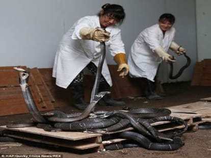 brothers who pets 50000 snakes