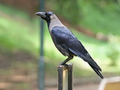 Cuckoo making fool crow