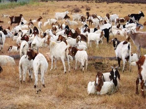 ngo's the goats to bpl family rajasthan
