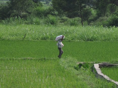  ceasefire violation ruines basmati crop along border
