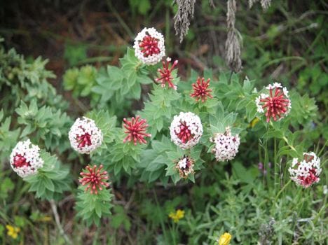another valley of flower in uttarakhand