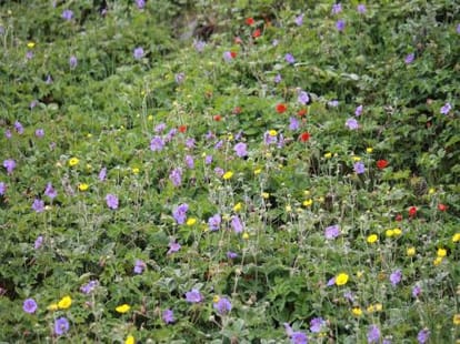 another valley of flower in uttarakhand