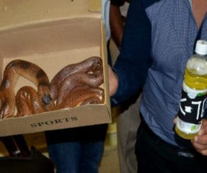 police team Catch poison of cobra and snake for rev party 