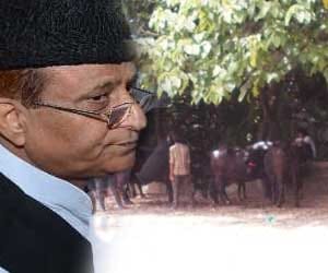 azam khan buffalo get vip treatment in saharanpur
