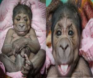 when baby gorilla pose for the shuttebugs