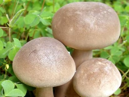 couple succumbs to death after eating mushroom.