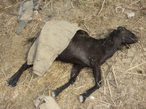 Buffalo's ten thousand, five hundred goats