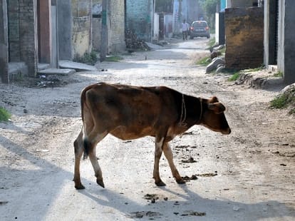 Buffalo's ten thousand, five hundred goats